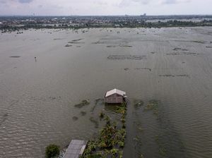 Sawah di Demak Terendam Banjir, Petani Terancam Gagal Panen