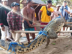 Geger! Buaya Muncul di Pantai Padma Legian