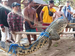 Buaya Muara yang Terdampar di Pantai Padma Legian Mati! Buaya Muara yang Terdampar di Pantai Padma Legian Mati!