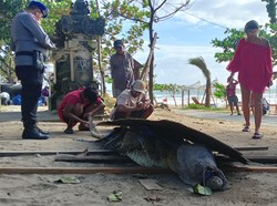 Kuburan Buaya yang Terdampar di Pantai Padma Legian Dirahasiakan