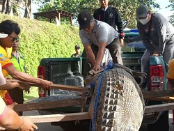 Detik-detik Penangkapan Buaya di Pantai Padma Legian