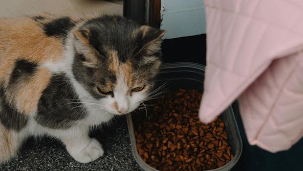 Simpan makanan hewan dengan rapi