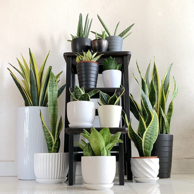 tanaman ini bisa mengundang rejeki dan keuntungan pada rumah yang menanam tanaman tersebut/Foto: pinterest.com/KennySong