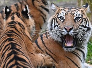 Kebun Binatang Pertama di Dunia, Didirikan Ratu Mesir Hatshepsut