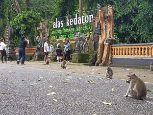 Menelusuri Objek Wisata Alas Kedaton: Lokasi, Daya Tarik, dan Fasilitasnya