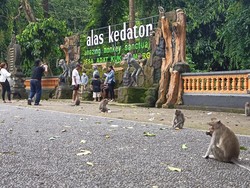 Alas Kedaton Ramai Pengunjung Saat Umanis Galungan