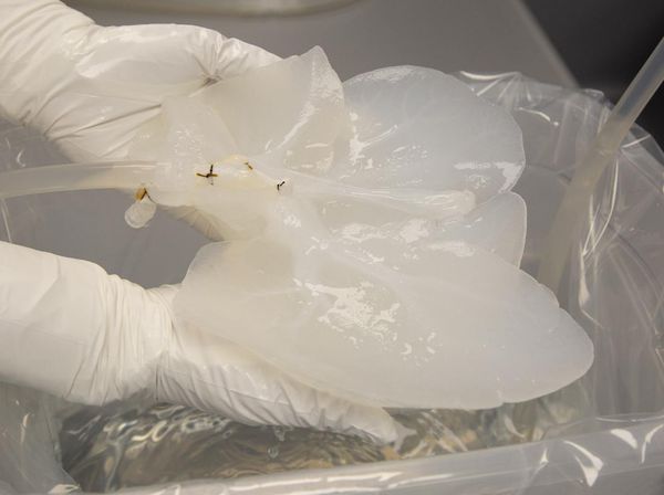 8 Foto Persiapan Ilmuwan Transplantasi Organ Hati-Ginjal Babi ke Manusia