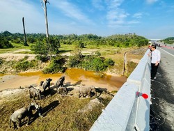 Saat Jokowi Cek Terowongan Gajah di Tol Pekanbaru-Dumai