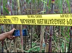 Kerangka Manusia Ditemukan di Area Kebun Tebu Malang