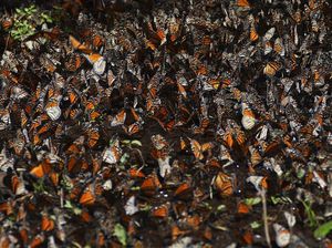 Potret Kupu-kupu Raja Bermigrasi ke Meksiko Potret Kupu-kupu Raja Bermigrasi ke Meksiko