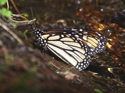 Contoh Hewan yang Mengalami Metamorfosis Sempurna, Ini Ciri-cirinya