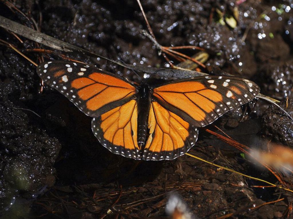 Warna Sayap Kupu-kupu Beda Satu Sama Lain, Apa Penyebabnya?