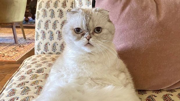 Olivia Benson, kucing Taylor Swift