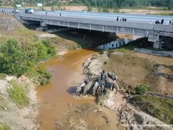 Pekanbaru Punya Terowongan Gajah, Cegah Satwa Liar Lintasi Jalan Tol