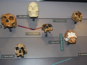 Jenis Manusia Purba di Indonesia dan Dunia serta Ciri-cirinya