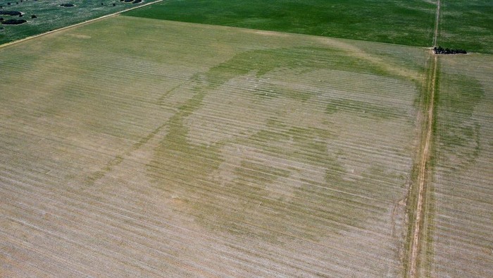 A cornfield features an image of Argentine soccer player Lionel Messi in Cordoba, Argentina, Wednesday, Jan. 4, 2022, on the day it was created. According to the farmer, Pablo Luccero, his planter machine has the technology to imprint images fed to it electronically. (AP Photo/Leandro Vallerino)