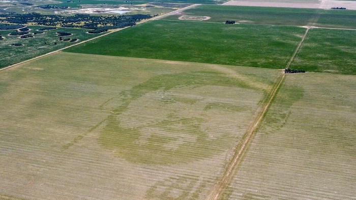 A cornfield features an image of Argentine soccer player Lionel Messi in Cordoba, Argentina, Wednesday, Jan. 4, 2022, on the day it was created. According to the farmer, Pablo Luccero, his planter machine has the technology to imprint images fed to it electronically. (AP Photo/Leandro Vallerino)