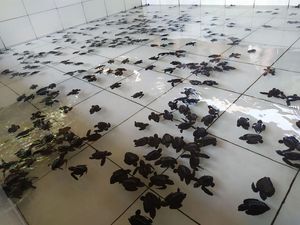 Telur Penyu Menetas di Pesisir Jembrana Terus Berkurang