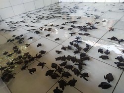 Telur Penyu Menetas di Pesisir Jembrana Terus Berkurang