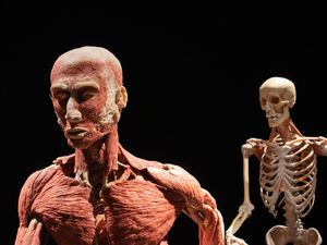 Mengenal Sistem Gerak Pada Manusia Beserta Fungsinya Mengenal Sistem Gerak Pada Manusia Beserta Fungsinya