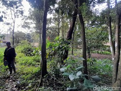 Cerita Kelam Dusun Puncak Manik yang Ditinggal Penduduknya