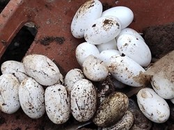 Puluhan Telur Ular Diduga Kobra Bikin Geger Warga Garut