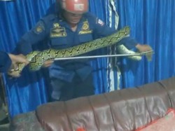 Ular Piton 3 Meter Masuk Rumah Warga di Makassar Dievakuasi Damkar