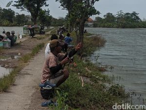 Pemancing Serbu Sawah Sayung Demak, Buru Ikan dari Kolam yang Kebanjiran