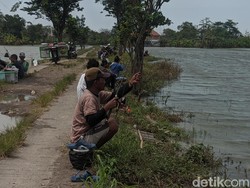 Pemancing Serbu Sawah Sayung Demak, Buru Ikan dari Kolam yang Kebanjiran