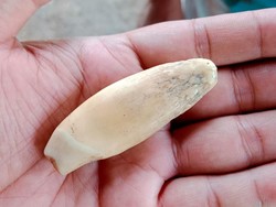 Cerita Warga Temukan Taring dan Emas di Sumur Kuno Klaten