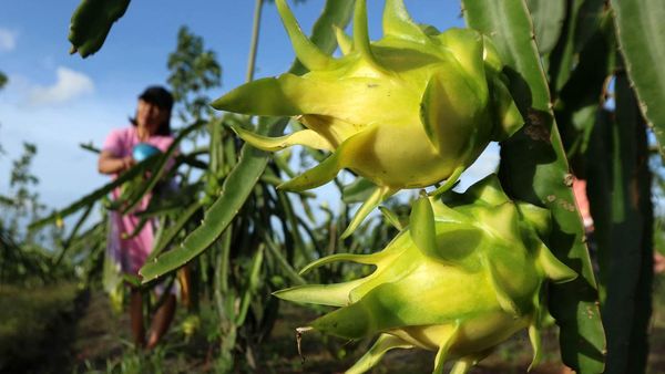 Melihat Budidaya Buah Naga Kuning di Banyuwangi