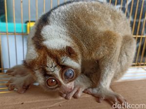 Kukang yang Berkeliaran di Rumah Warga Trenggalek Diserahkan ke BKSDA Kukang yang Berkeliaran di Rumah Warga Trenggalek Diserahkan ke BKSDA