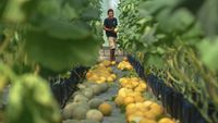 Intip Panen Buah Melon dengan Sistem Green House