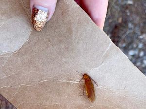 Kecoak Masuk Telinga adalah Hal Biasa, Dokter Jelaskan Apa yang Harus Dilakukan