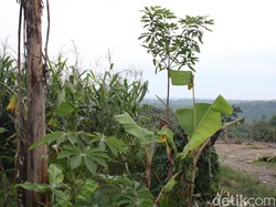 Melihat Hutan Ngrawoh Blora Tempat Tinggal Mbah Darman: Sunyi-Tanpa Listrik