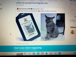 Perkenalkan Kokom, Kucing yang Diangkat Jadi Pegawai Kementerian PUPR