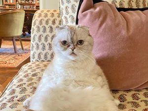 Kucing Milik Taylor Swift Jadi Hewan Terkaya Ketiga di Dunia, Kok Bisa Sih?