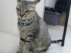 Sederet Kucing yang Jadi Pegawai Pajak hingga Kementerian PUPR