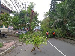 Pemangkasan Pohon di Karangasem Terhambat Sarana