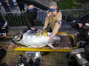 Pernah Lihat Tuna Rp 4,2 Miliar? Nih Penampakannya Pernah Lihat Tuna Rp 4,2 Miliar? Nih Penampakannya