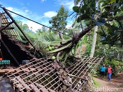 Diterjang Angin Kencang, Pohon Kelapa Tumbang Timpa Rumah di Banyuwangi