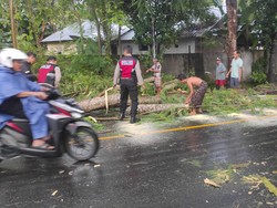 Hendak ke Pasar, IRT di Lombok Tewas Tertimpa Pohon Tumbang