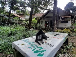 Warga Puncak Manik yang Akrab dengan Hewan Liar Warga Puncak Manik yang Akrab dengan Hewan Liar