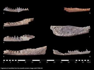 Pertama Kali, 9 Kepala Buaya Ditemukan di Sisi Jenazah Orang Mesir Kuno