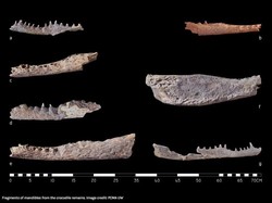 Pertama Kali, 9 Kepala Buaya Ditemukan di Sisi Jenazah Orang Mesir Kuno