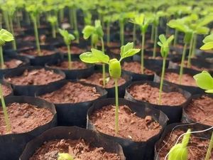 Apa Itu Hari Pohon Sedunia yang Diperingati 21 November? Ini Penjelasannya Apa Itu Hari Pohon Sedunia yang Diperingati 21 November? Ini Penjelasannya