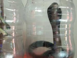 Hii! Ular Kobra 1,5 Meter Ngumpet di Sofa