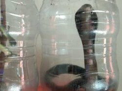 Hii! Ular Kobra 1,5 Meter Ngumpet di Sofa