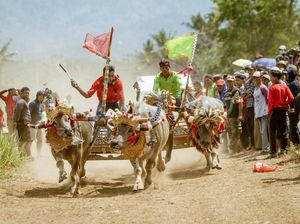 Beda Kerbau Balapan di Lintasan Kering dan Berlumpur Beda Kerbau Balapan di Lintasan Kering dan Berlumpur