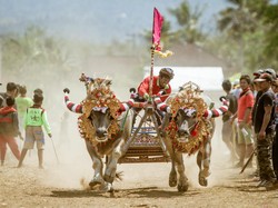 Upaya Pelestarian Makepung di Mata Panglingsir